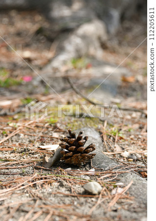 Pine cone that fell to the ground Pine cone that fell to the ground 112205611