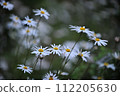 Daisy, White siberian chrysanthemum flower 112205630