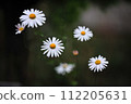 Daisy, White siberian chrysanthemum flower 112205631