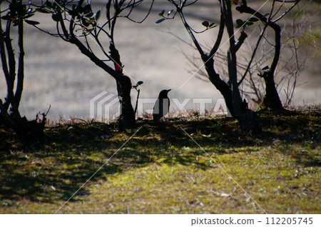 Crow's silhouette 112205745