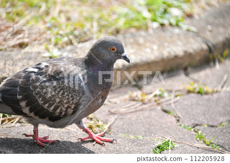 Park's dove Park's dove 112205928