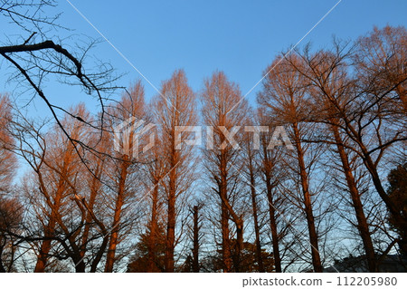 A large metasequoia tree with fallen leaves 112205980