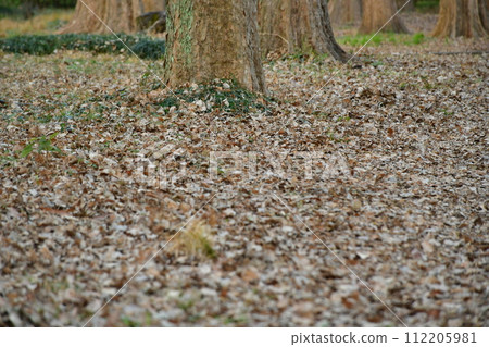 Carpet of fallen leaves 112205981