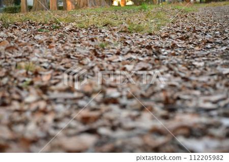 Winter fallen leaves fallen branches 112205982