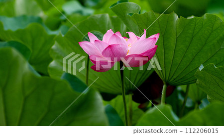 風景與蓮花 112206015