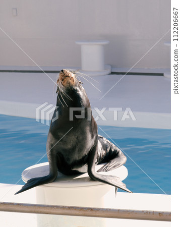 可愛的海獅 可愛的海獅 112206667