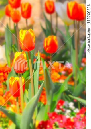 一簇鮮紅色和黃色的鬱金香 112206818