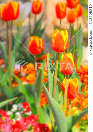一簇鮮紅色和黃色的鬱金香 一簇鮮紅色和黃色的鬱金香 112206819