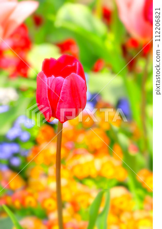 One turret red tulip flower 112206821
