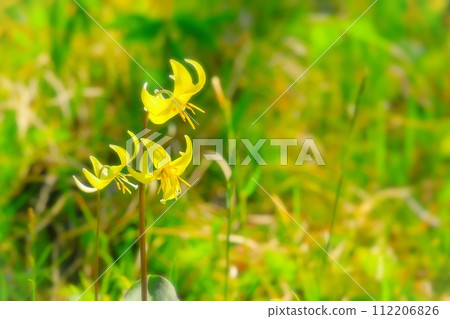 漂亮的小黃花卡塔庫栗 112206826