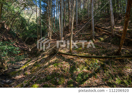 京都府宇治市的山林風景 京都府宇治市的山林風景 112206920