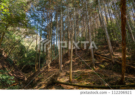 Mountain forest scenery in Uji City, Kyoto Prefecture 112206921