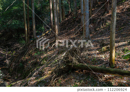 Mountain forest scenery in Uji City, Kyoto Prefecture Mountain forest scenery in Uji City, Kyoto Prefecture 112206924