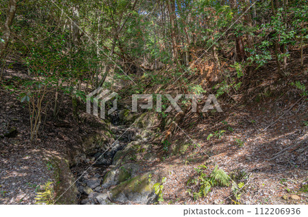 A wooded area with sunlight filtering through the trees, Uji City, Kyoto Prefecture A wooded area with sunlight filtering through the trees, Uji City, Kyoto Prefecture 112206936