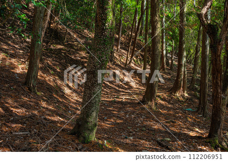 京都府宇治市的針葉林 京都府宇治市的針葉林 112206951