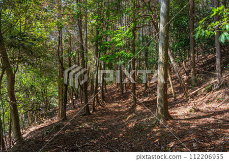 京都府宇治市的針葉林 京都府宇治市的針葉林 112206955