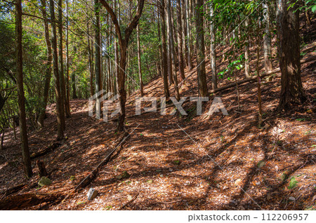 Coniferous forest in Uji City, Kyoto Prefecture 112206957