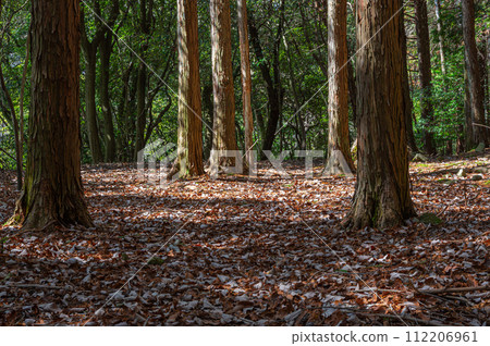 Coniferous forest in Uji City, Kyoto Prefecture 112206961