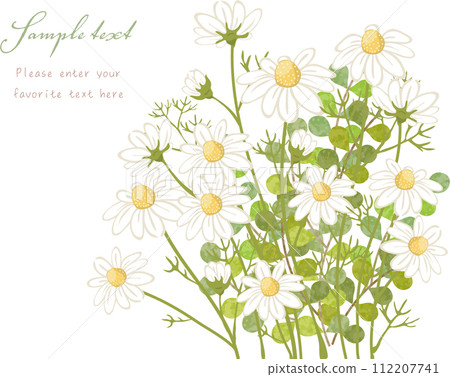 Chamomile and plant bushes Chamomile and plant bushes 112207741