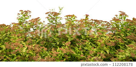 Vibrant Pink Spirea Shrub on White Background 112208178