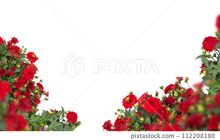 Lush Red Dahlia Flowers Blooming Isolated 112208180