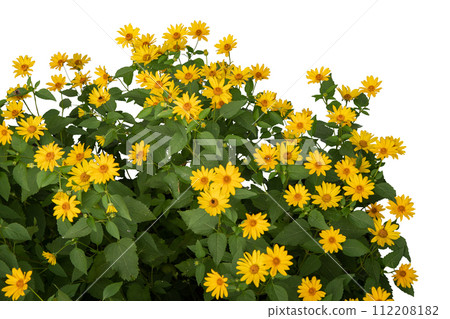 Yellow Helianthus Flowers Bush on White Background 112208182