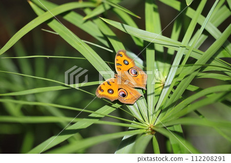 Tatehamodoki 112208291