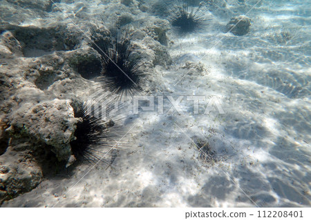 sea urchins in th red sea 112208401