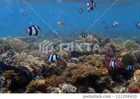 small fishes in the red sea 112208410