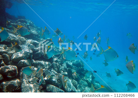 small fishes in the red sea 112208466