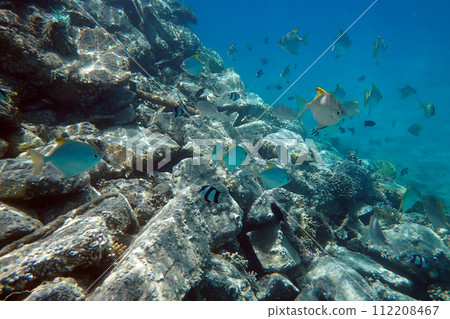 small fishes in the red sea 112208467