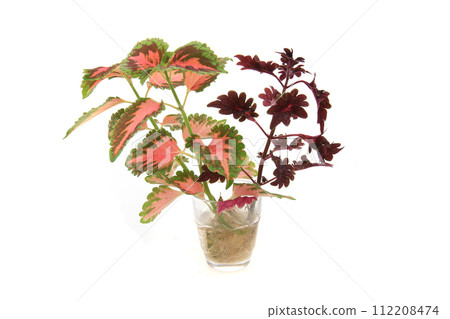 coleus plants isolated coleus plants isolated 112208474