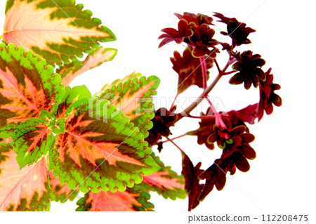 coleus plants isolated 112208475