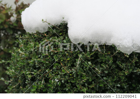 樹與雪帽 112209041