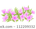 白色背景上的粉紅色杜鵑花 112209332