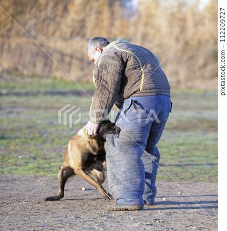 training of belgian shepherd 112209727