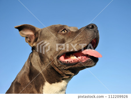 american staffordhire terrier american staffordhire terrier 112209926