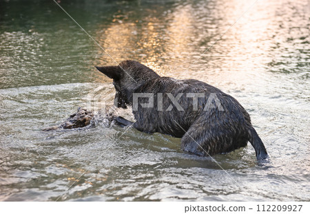 Dutch Shepherd in water Dutch Shepherd in water 112209927