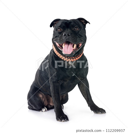 staffordshire bull terrier 112209937