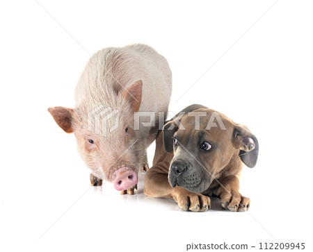 puppy cane corso and pig 112209945