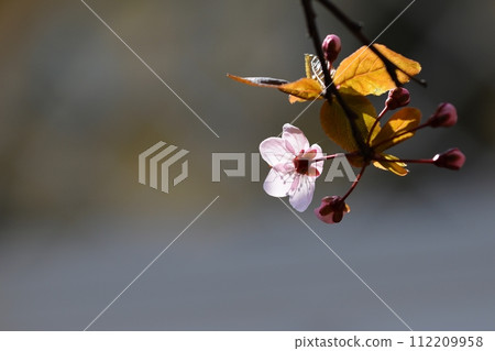 Blossom tree. Nature background.Sunny day. Spring flowers. Beautiful Orchard. Abstract blurred background. Springtime Blossom tree. Nature background.Sunny day. Spring flowers. Beautiful Orchard. Abstract blurred background. Springtime 112209958