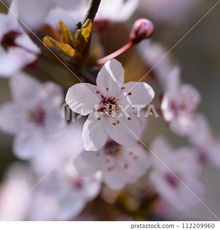 Blossom tree. Nature background.Sunny day. Spring flowers. Beautiful Orchard. Abstract blurred background. Springtime 112209960