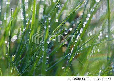 Spring. Beautiful natural background of green grass with dew and water drops. Seasonal concept - morning in nature. Spring. Beautiful natural background of green grass with dew and water drops. Seasonal concept - morning in nature. 112209961