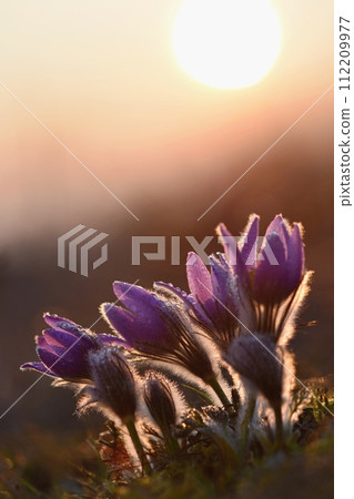 Spring background with flowers in meadow. Pasque Flower (Pulsatilla grandis) 112209977