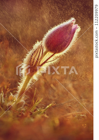 Spring background with flowers in meadow. Pasque Flower (Pulsatilla grandis) 112209979