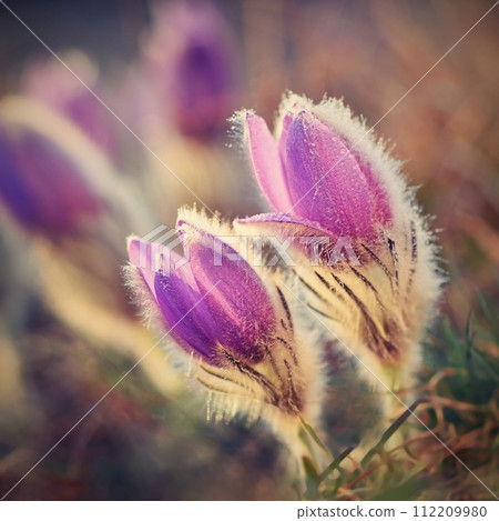 Spring background with flowers in meadow. Pasque Flower (Pulsatilla grandis) Spring background with flowers in meadow. Pasque Flower (Pulsatilla grandis) 112209980
