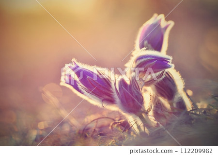 Spring background with flowers in meadow. Pasque Flower (Pulsatilla grandis) Spring background with flowers in meadow. Pasque Flower (Pulsatilla grandis) 112209982