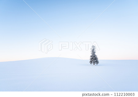 北海道美瑛黎明前被雪覆蓋的聖誕樹 112210003