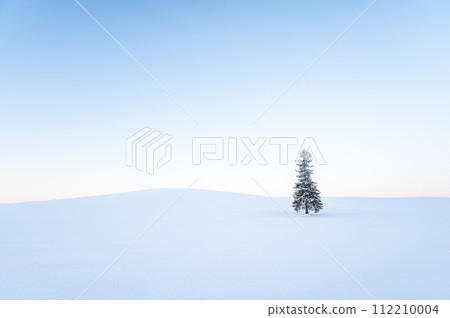 北海道美瑛黎明前被雪覆蓋的聖誕樹 112210004