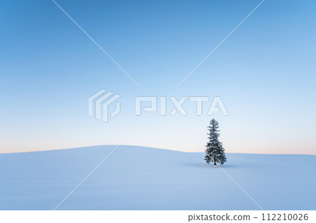 北海道美瑛黎明前被雪覆蓋的聖誕樹 112210026